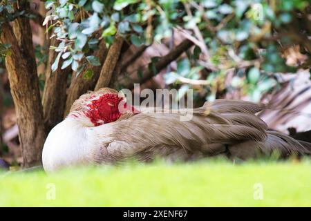 Moschusente, die glückselig schläft, mit dem Kopf auf dem Rücken, wenn es am Hals ist. Stockfoto