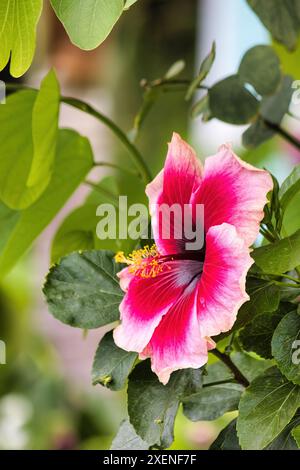 Hibiskus mit leuchtend rosa Mitte und weichrosa Außenkanten. Stockfoto