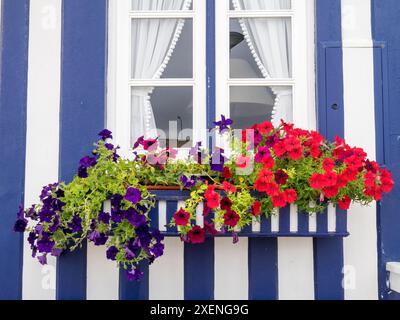 Portugal, Costa Nova. Bunte Petunie-Blumen in einer Blumenkästchen eines traditionellen, mit Süßigkeiten gestreiften Strandhauses. Stockfoto