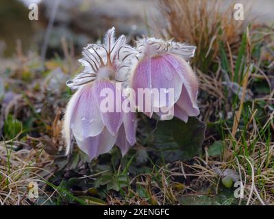 Frühlingspastblume, auch Polarviolett genannt, Dame des Schnees, der in den hohen Bergen des Engadin im Samnaun wächst. Schweiz, A Stockfoto