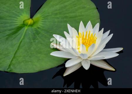 Amerikanische Weißwasserlilie Stockfoto