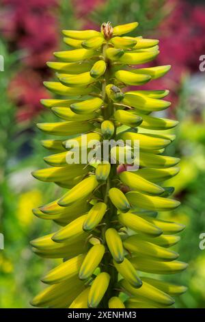 Aloe Vera, Gelb Aloe Stockfotografie - Alamy