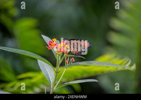 Seltene Monarchschmetterlinge auf Schmetterlingsmilchweed. Stockfoto