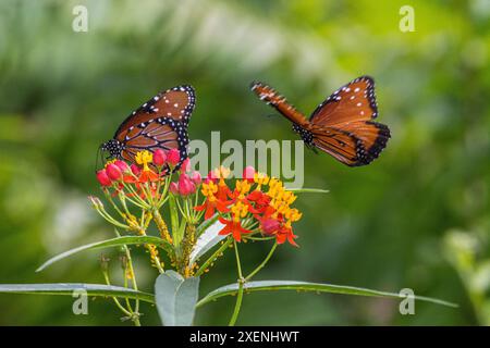 Seltene Monarchschmetterlinge auf Schmetterlingsmilchweed. Stockfoto