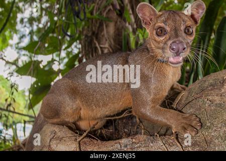 Gefährdete bösartige Fossa. Stockfoto