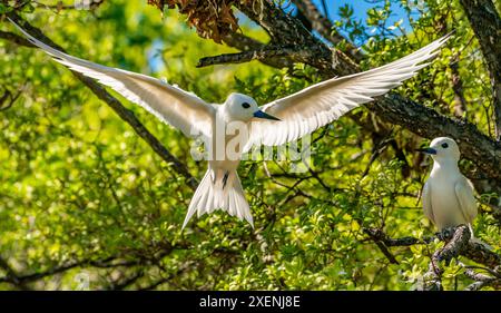 Französisch-Polynesien, Tikehau-Atoll, Vogelinsel. Männliche Feenseeschwalbe im Balzflug. ©Cathy & Gordon Illg / Jaynes Gallery / DanitaDelimont.com Stockfoto