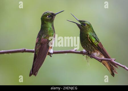 Buff-Tail Coronet Kolibris unterhalten sich im Nebelwald Ecuadors Stockfoto