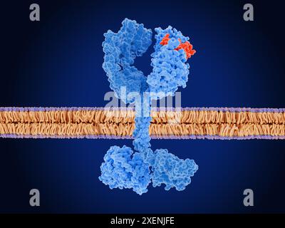 Abbildung einer menschlichen Zellmembran (violett und orange), die einen humanen epidermalen Wachstumsfaktor-Rezeptor 3 (HER3, blau) zeigt, der an ein epidermales Wachstumsfaktor-Rezeptor (EGFR)-Molekül (hellblau) gebunden ist, das durch den epidermalen Wachstumsfaktor (EGF, rot) aktiviert wurde. In gesunden Zellen bindet HER3 an eines der drei Proteine der EGFR-Familie als Teil von Zellsignalwegen, die für Zellproliferation, Adhäsion, Überleben und Entwicklung von Zellen entscheidend sind. Die Dysregulation dieser Proteinfamilie ist mit der Krebsprogression verbunden. Stockfoto