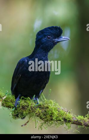 Lange wattierte Regenschirmvogel (weiblich) zu Hause im wunderschönen Nebelwald von Ecuador Stockfoto