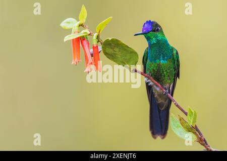 Violettfarbene Brillantpausen für eine Pause im Bergwald Perus Stockfoto