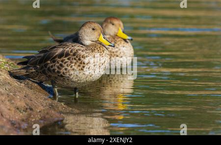 Gelbschnabel-pintail-Enten ruhen am Rande des Feuchtgebietes Stockfoto