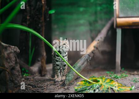Die Leopardenkatze Prionailurus bengalensis, eine kleine Wildkatze aus Asien, patrouilliert nach Regen in einem Zoo in China. Sehr süß, aber gefährlich Stockfoto