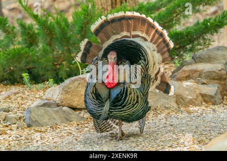 USA, Arizona, Ramsey Canyon. Männlicher truthahn. ©Cathy & Gordon Illg / Jaynes Gallery / DanitaDelimont.com Stockfoto