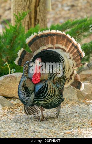 USA, Arizona, Ramsey Canyon. Männlicher truthahn. ©Cathy & Gordon Illg / Jaynes Gallery / DanitaDelimont.com Stockfoto