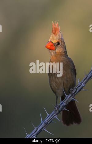 Nördliche Kardinalfrau im Rampenlicht, USA, Arizona. Stockfoto