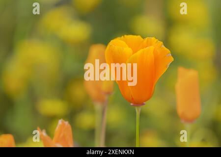 USA, Kalifornien, Diamond Valley State Park. Nahaufnahme von gelbem Mohn. ©Don Grall / Jaynes Gallery / DanitaDelimont.com Stockfoto