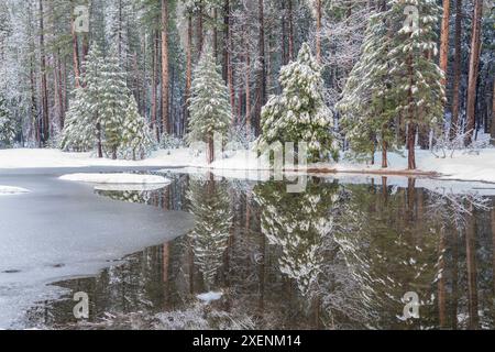 USA, Kalifornien, Yosemite National Park. Waldspiegelung am Winterteich nach Schneesturm. ©Don Grall / Jaynes Gallery / DanitaDelimont.com Stockfoto