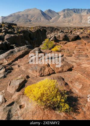 Rabbitbrush im Vordergrund der felsigen (Basalt) Landschaft, Fossil Falls, ein Gebiet in der COSO Range der östlichen Sierras, wo alte Lavaflüsse waren Stockfoto