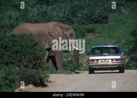 Afrikanischer Elefant, Loxodonta africana, als gefährdet eingestuft, mit dem Auto auf der Straße, Addo Elephant National Park, Garden Route, Eastern Cape, Südafrika Stockfoto