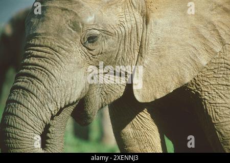 African Elephant, Loxodonta africana, als gefährdet eingestuft, Addo Elephant National Park, Garden Route, Eastern Cape, Südafrika Stockfoto