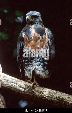 Junger Schlangenadler mit schwarzem Oberkörper, Circaetus pectoralis, World of Birds, Hout Bay, Kapstadt, Südafrika Stockfoto