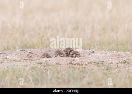 Neugierige Burrowing Eulen finden ihr Zuhause in einem Präriehundloch Stockfoto