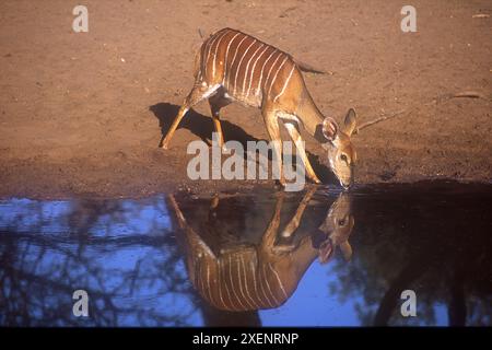 Weibliche Lowland Nyala, Tragelaphus angasii, trinken mit Reflexion im Wasserloch, Mkhuze Park, KwaZulu-Natal, Südafrika Stockfoto