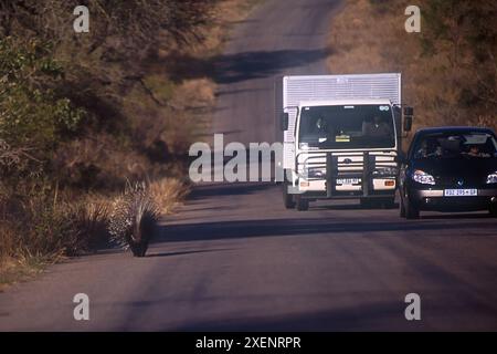 Kap Porcupine, Hystrix africaeaustralis, mit dem Auto die Straße hinunter laufen, Kruger Nationalpark, Mpumalanga Provinz, Südafrika Stockfoto