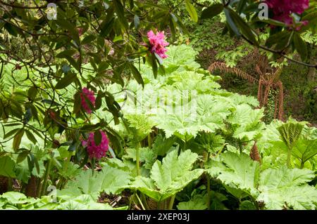 Gunnera (Giant Rhabarb) und rote Rhododendrons, Lost Gardens of Helligan, Cornwall, Großbritannien Stockfoto