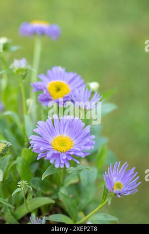 Blau blühende Alpin Gänseblümchen (Aster alpinus). Stockfoto