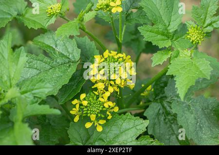 Gelbblüten von Weißsenf (Sinapis alba). Stockfoto