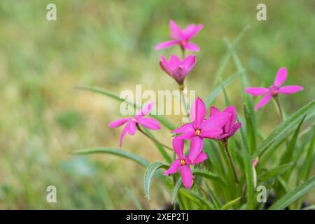 Rosafarbene Grasblüten (Rhodohypoxis milloides). Platz für Ihren Text. Stockfoto