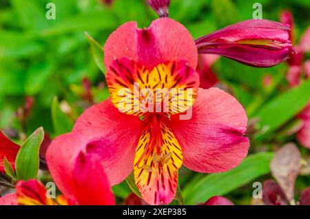 Nahaufnahme einer wunderschönen rosa und gelben Blume von St. Martins Lily (Alstroemeria Ligtu) in einem Landgarten in County Down Stockfoto