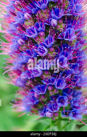 Nahaufnahme eines wunderschönen violetten Strauchs „Pride of Madera“ in einem Landgarten in County Down Stockfoto