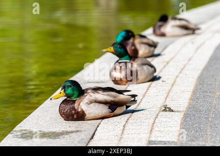 Eine Nahaufnahme von Enten, die in der Nähe eines Teichs im Sonnenlicht sitzen Stockfoto