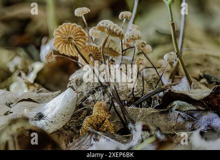 Die zerbrechlichen Halspilze sind wirklich faszinierende Kunstwerke auf dem Waldboden. Die weißlichen bis cremefarbenen Kappen stehen im Kontrast zu den dünnen Stielen. Stockfoto