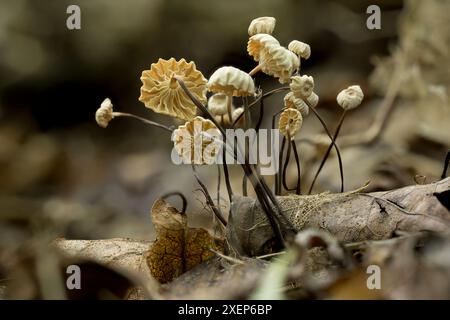 Die zerbrechlichen Halspilze sind wirklich faszinierende Kunstwerke auf dem Waldboden. Die weißlichen bis cremefarbenen Kappen stehen im Kontrast zu den dünnen Stielen. Stockfoto