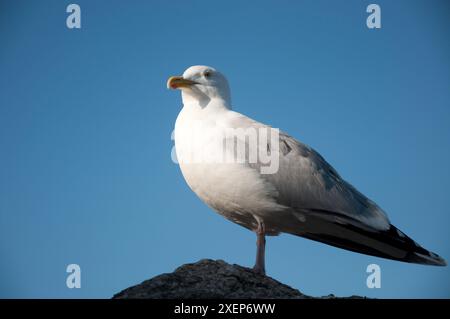 Seagull, St Ives, Cornwall, Großbritannien; Gulls, oder umgangssprachlich Möwen, sind Seevögel der Familie Laridae in der Unterordnung Lari. Sie sind am engsten verwandt Stockfoto