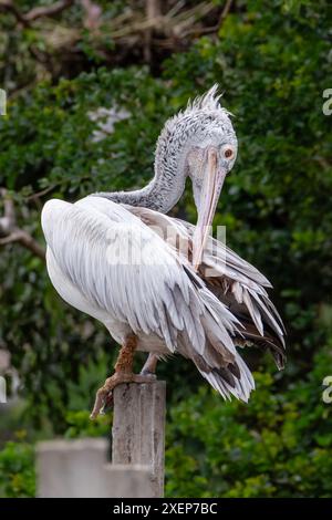 „Graceful Sentinel: White Pelican by the Water's Edge“ Stockfoto