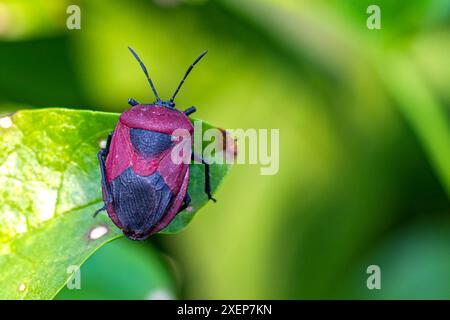 Makro eines Crimson Shield Bug auf einem hellgrünen Blatt Stockfoto