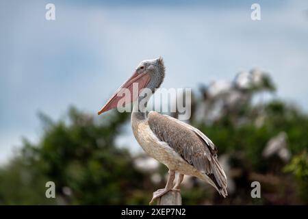 „Graceful Sentinel: White Pelican by the Water's Edge“ Stockfoto