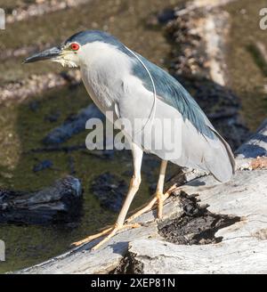 Erwachsener, Schwarzgekrönter Nachtreiher auf der Jagd. Stevens Creek Reservoir, Santa Clara County, Kalifornien, USA. Stockfoto