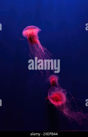 Gruppe von fluoreszierenden Quallen, die unter Wasser Aquarienbecken mit rotem Neonlicht schwimmen. Die Löwenmähne, Cyanea capillata, auch bekannt als Riesenqualle, Stockfoto