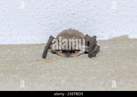 Eine große Fledermaus, die an einer Wand befestigt ist, mit dem Kopf zum Boden hin Stockfoto