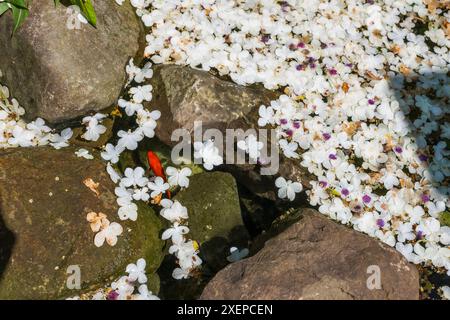 Ein Goldfisch schwimmt unter einem Haufen schwimmender Blütenblätter, zwischen Felsen in einem Wasserteich, der ein Wasserelement eines Landschaftsgartens ist, während eines s Stockfoto