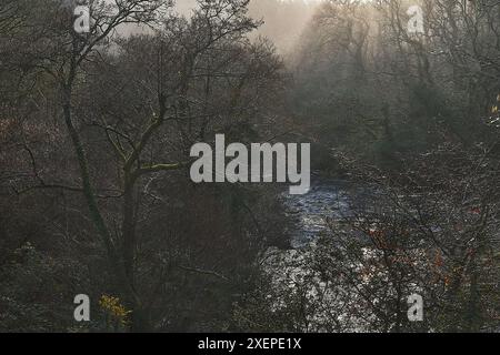 Hochwinkel-Bild im Frühling von Bäumen, Wäldern und dem Fluss Dart im Dartmoor-Nationalpark im frühen Morgenlicht Stockfoto