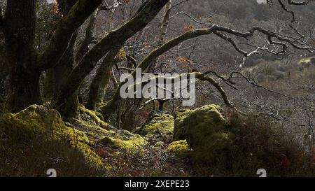 Moosbedeckte Felsbrocken und Bäume, die im Morgensonnenschein in einer Wollnad auf Dartmoor im Frühling Silhouetten Stockfoto