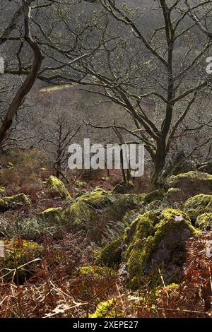 Moosbedeckte Felsbrocken und Bäume, die im Frühjahr in der Morgensonne in einem Wald auf Dartmoor Silhouetten Stockfoto