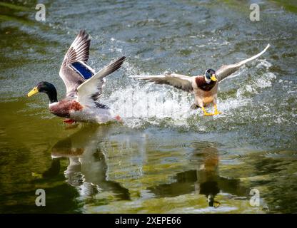 Nahaufnahme von Wo fliegenden Stockenten, die im Wasser landen Stockfoto