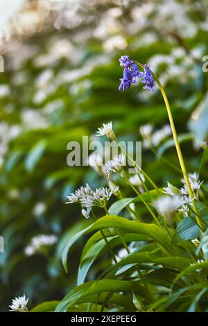 Ramsons/Wilder Knoblauch (Ramsons arsinum) in Blüte bei Nachmittagssonne zu Beginn des Frühlings. Stockfoto